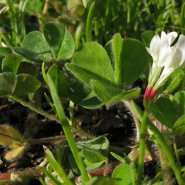 Trifolium subterraneum Blüte