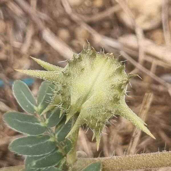 Tribulus terrestris ফল