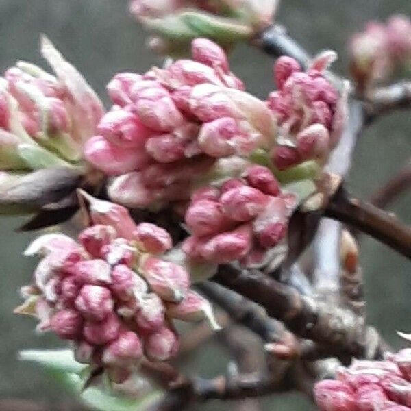 Viburnum × bodnantense 花