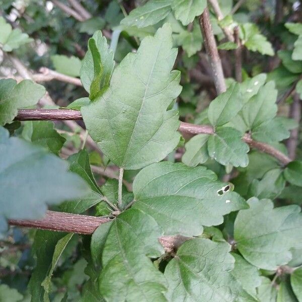 Hibiscus syriacus Blatt