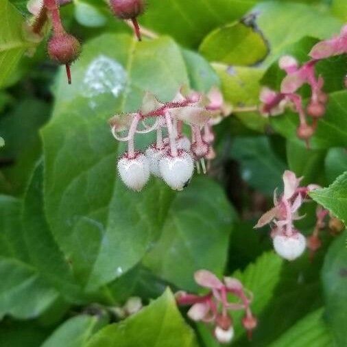 Gaultheria shallon Плод