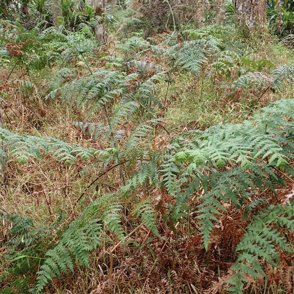 Histiopteris incisa Habitat