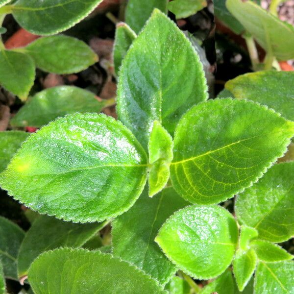 Kohleria spicata 葉