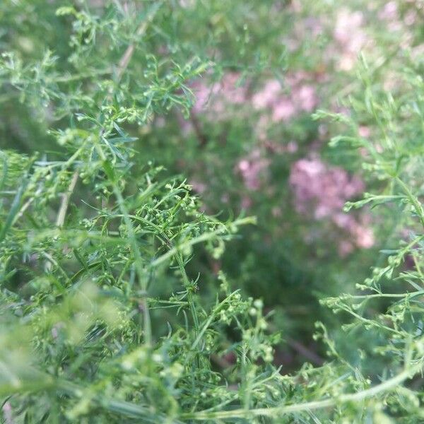 Artemisia annua 花