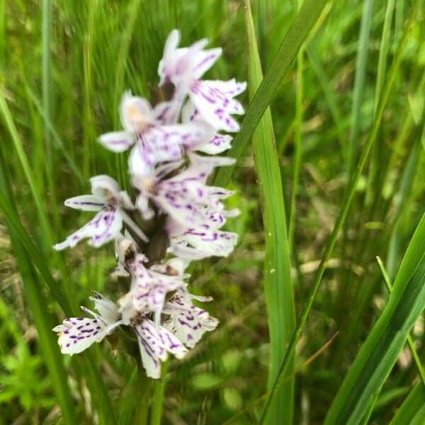 Dactylorhiza fuchsii फूल