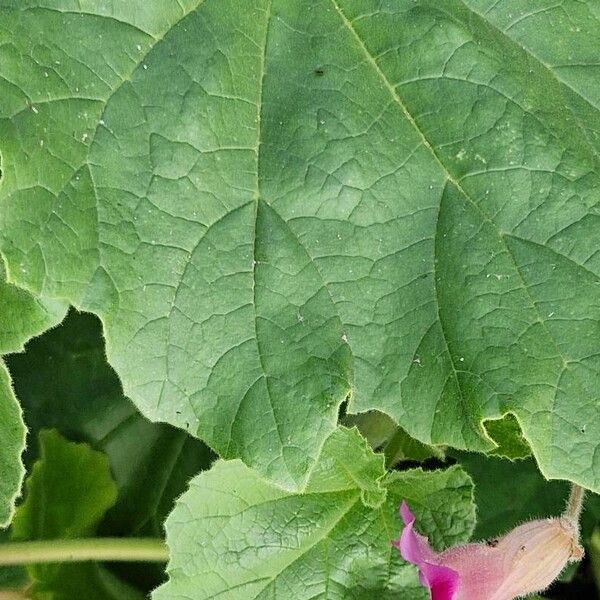 Proboscidea louisianica Leaf