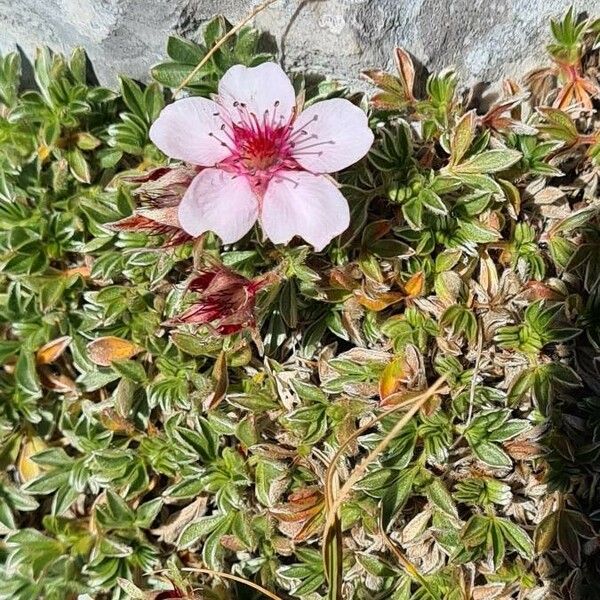 Potentilla nitida Žiedas