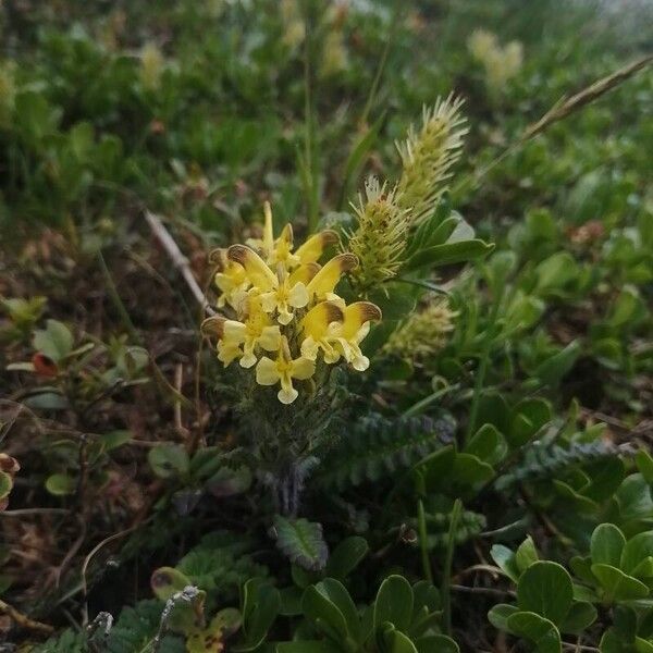 Pedicularis oederi Kvet