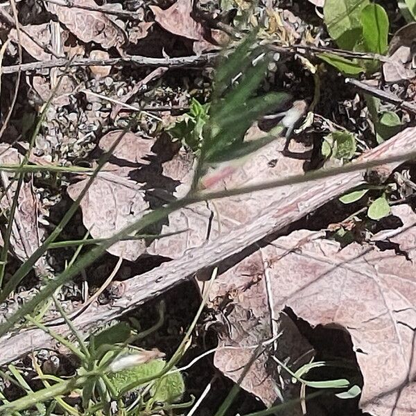 Vicia lathyroides 葉