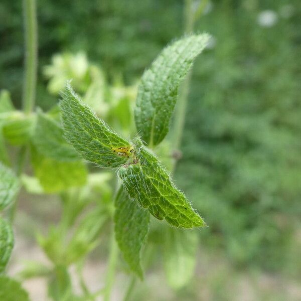 Stachys annua برگ