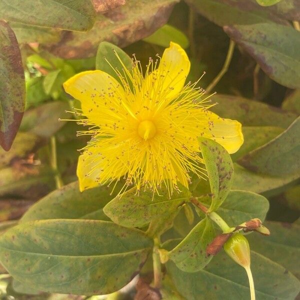 Hypericum calycinum Кветка