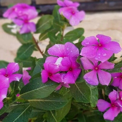 Catharanthus roseus Цвят