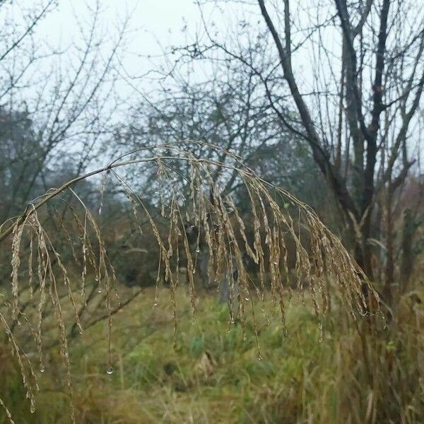 Glyceria maxima Fruit