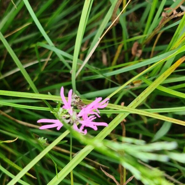 Lychnis flos-cuculi Blüte