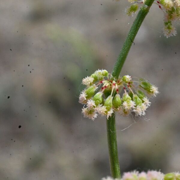 Rumex intermedius Цвят