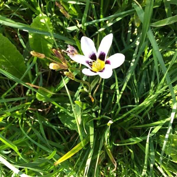 Sparaxis bulbifera Flower