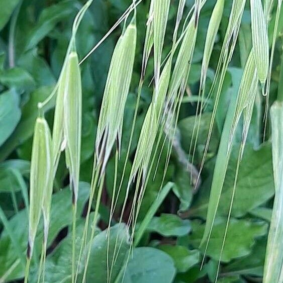 Avena barbata Fruit