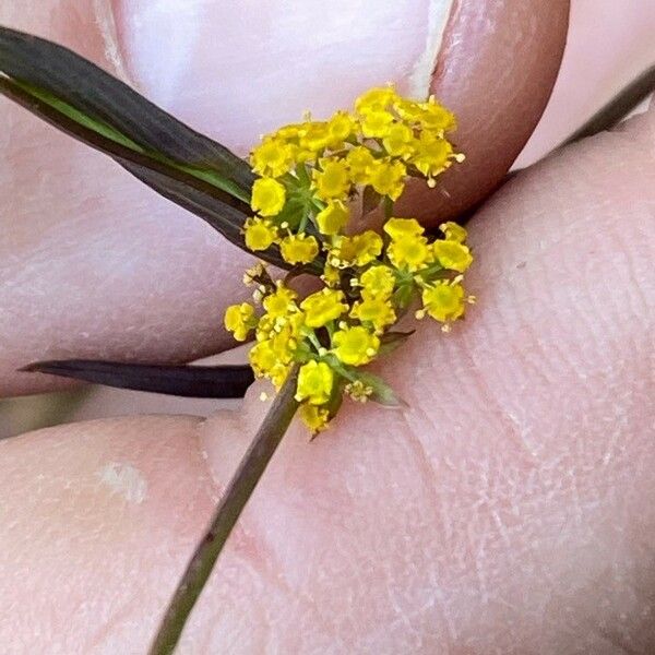 Bupleurum falcatum Fleur