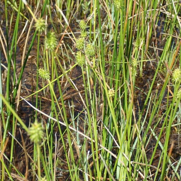 Carex oederi Floro