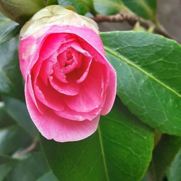 Camellia sasanqua Bloem