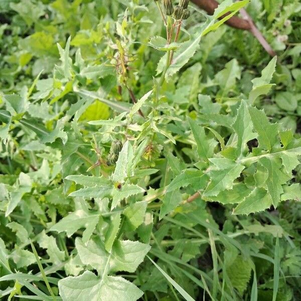 Sonchus oleraceus Folha