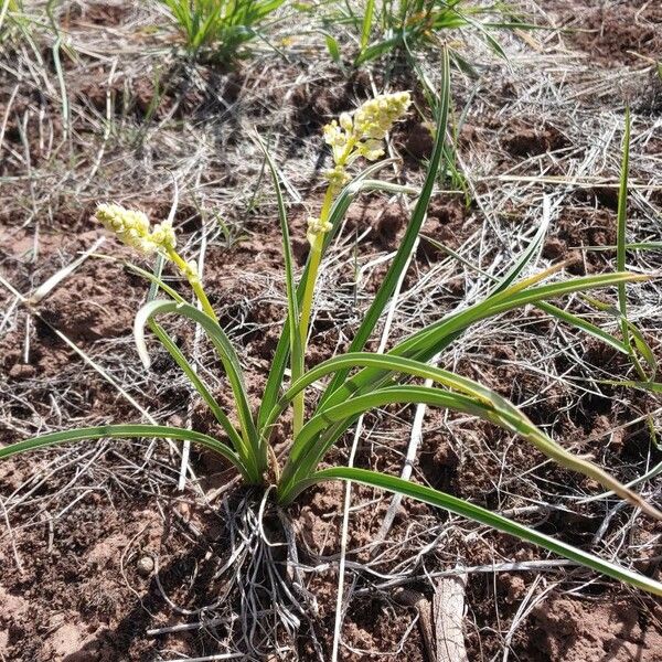 Toxicoscordion paniculatum List