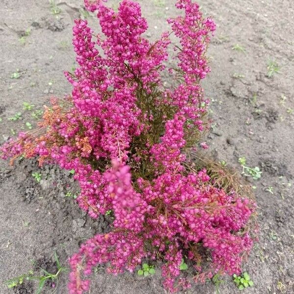 Erica gracilis Flor