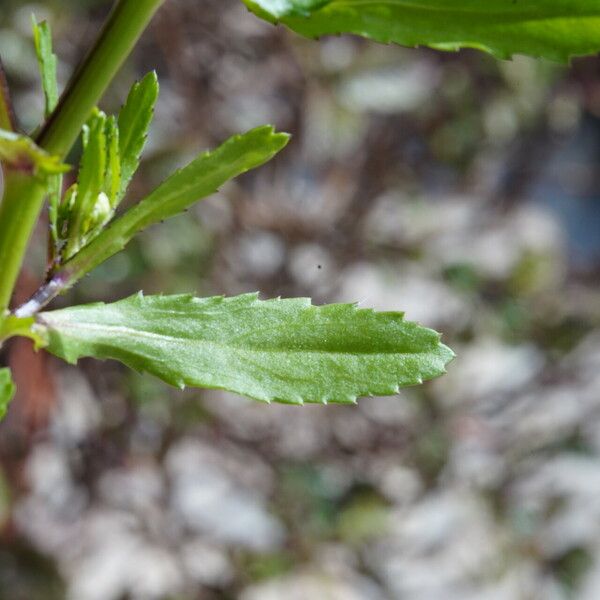 Coleostephus myconis Leaf