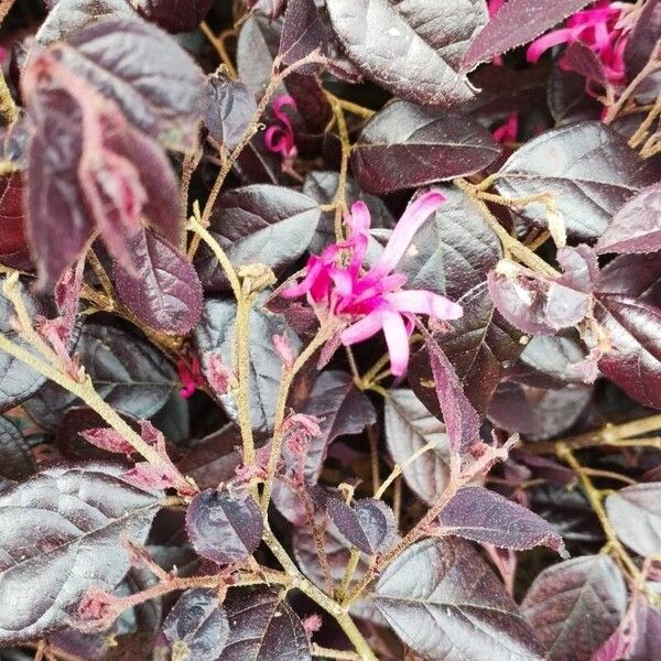 Loropetalum chinense Çiçek