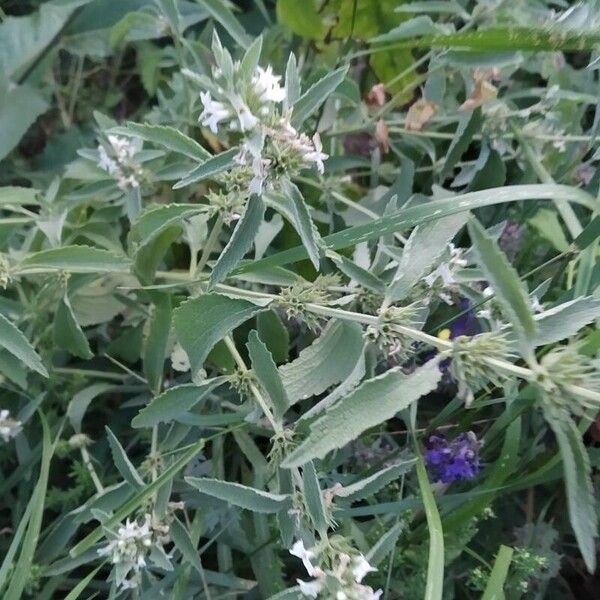 Marrubium peregrinum Flower