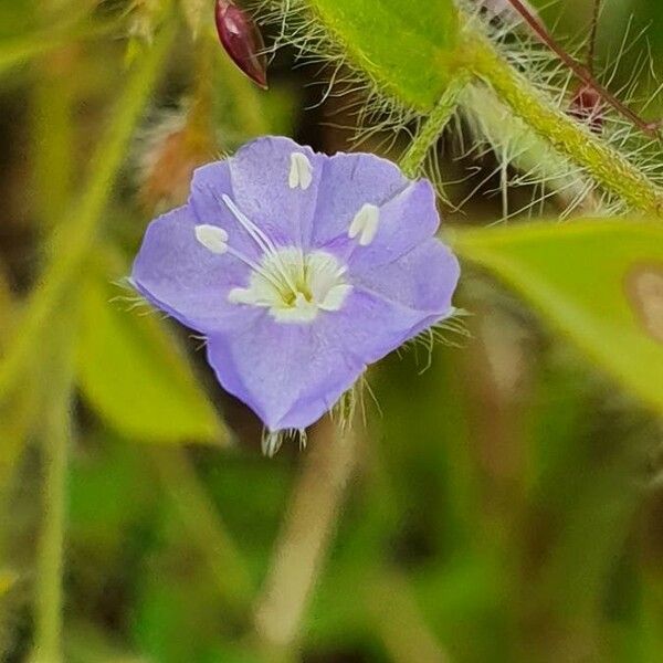 Evolvulus alsinoides Flower