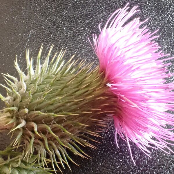 Cirsium vulgare Blüte