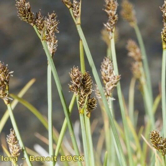 Carex lachenalii Fruct