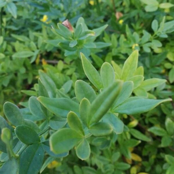 Jasminum mesnyi Blad