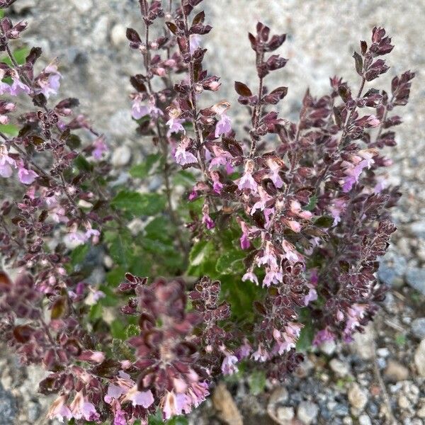 Teucrium chamaedrys 花