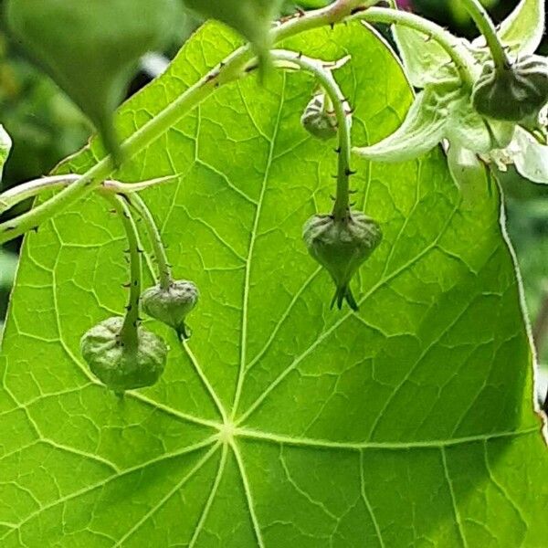 Rubus occidentalis Цветок