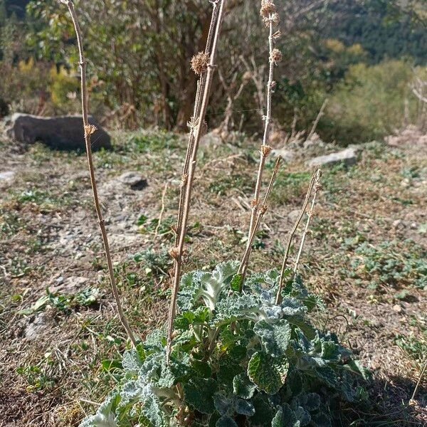 Marrubium vulgare Habit