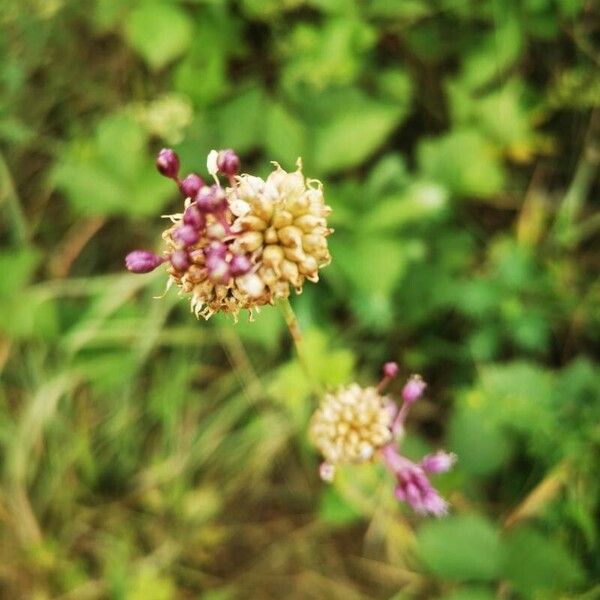 Allium vineale Blüte