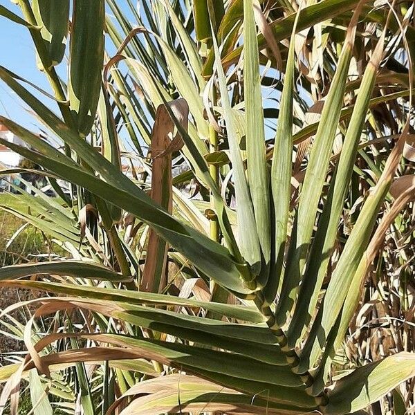 Arundo donax Φύλλο