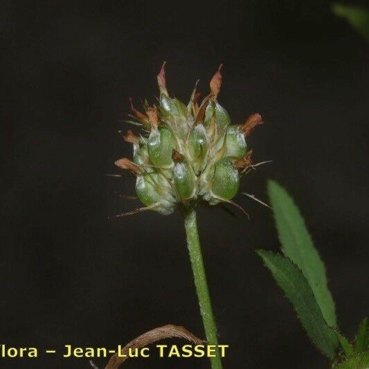 Trifolium strictum Vaisius