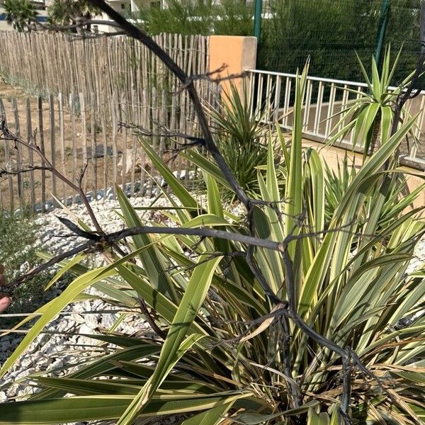 Phormium tenax Blad