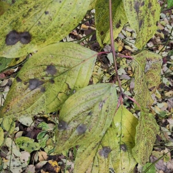 Cornus amomum Leaf