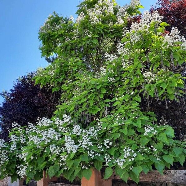 Catalpa bignonioides आदत