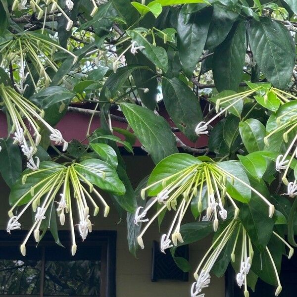 Posoqueria latifolia Кветка