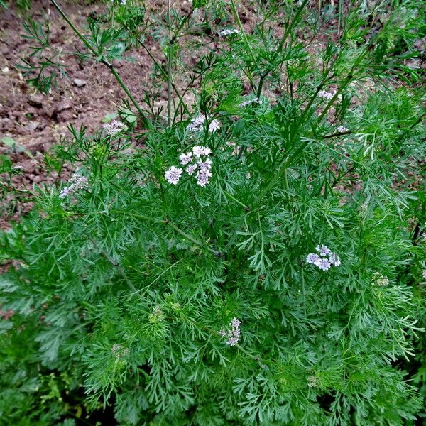 Coriandrum sativum Habitatea