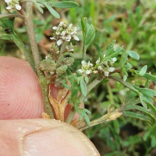 Lepidium squamatum Цвят