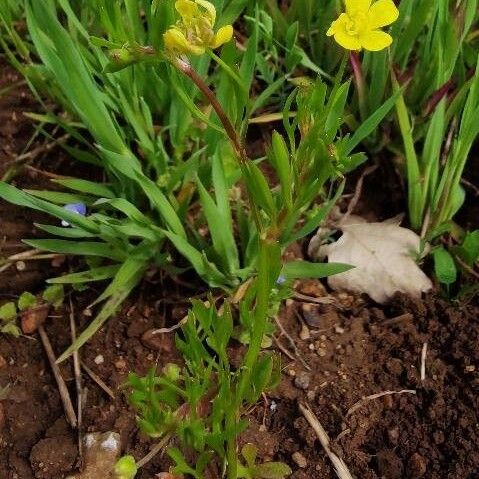 Ranunculus arvensis Vekstform