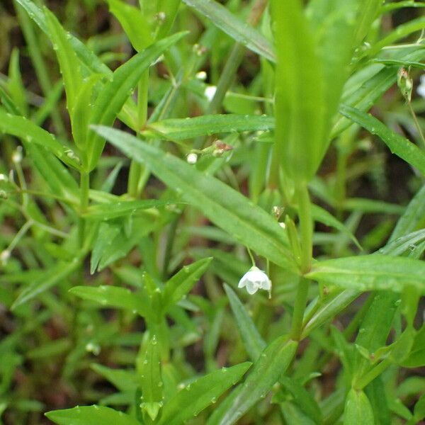 Veronica scutellata Folha