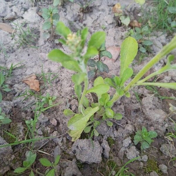 Gamochaeta purpurea Blad