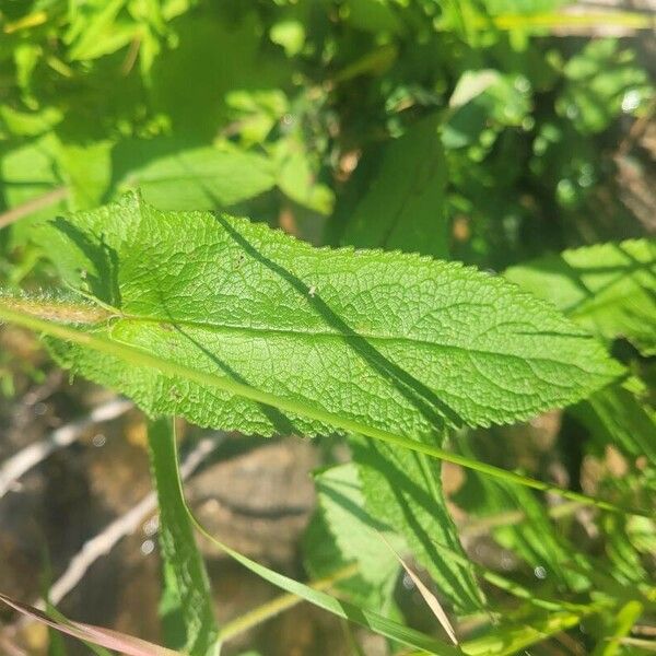 Eupatorium perfoliatum Hoja